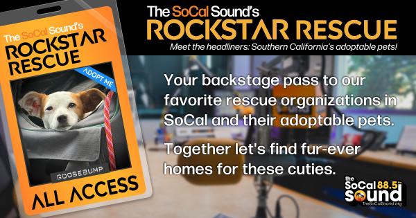 KCSN RockstarRescue PotW 061726 CreateOutlines FACEBOOK 1200x631