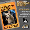 This rusty orange tabby kitten is ready to capture your heart - MARIGOLD - our PET OF THE WEEK!